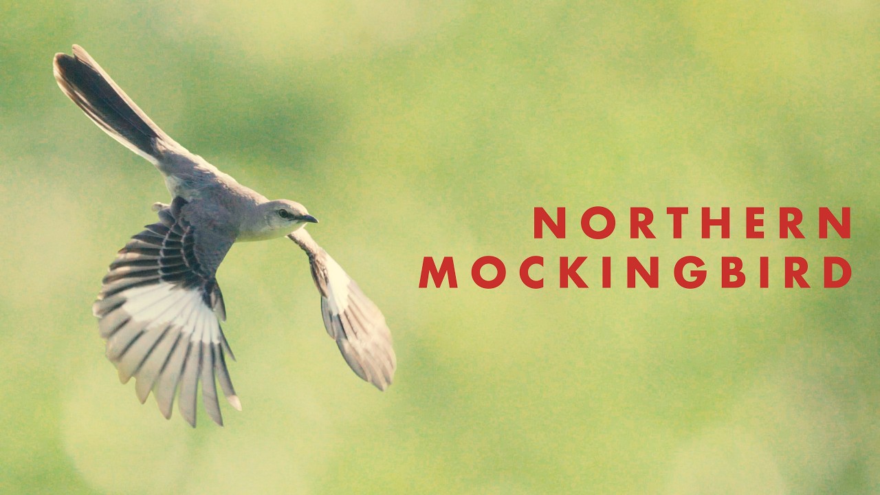7 things you should know about the Northern Mockingbird
