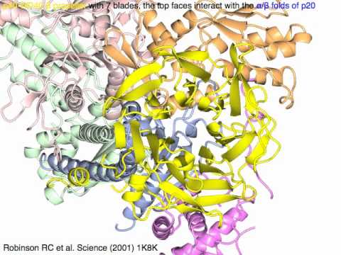 Arp2/3, actin nucleation & branching