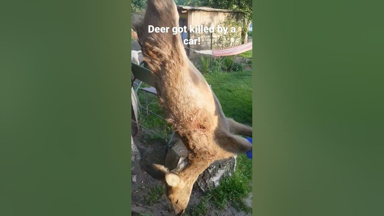 deer got hit by car - YouTube