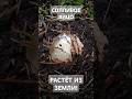 СОПЛИВОЕ ЯЙЦО В ЗЕМЛЕ! ВЕСЕЛКА