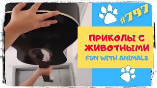 Смешные Животные  Приколы с Животными  Funny Animals