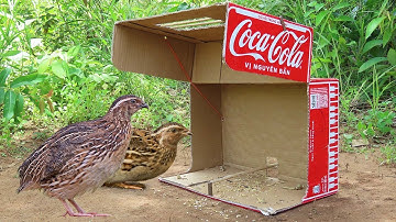 Easy Bird Trap - Simple Quail Trap Make From Coca-Cola Box