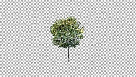 Real Tree Isolated in the Wind 3 | Motion Graphics - Envato elements