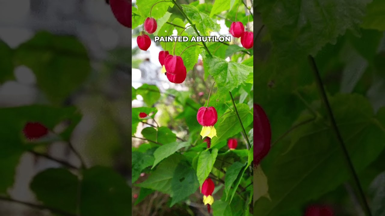 Amazing Jingle Bell Shaped Flowers 