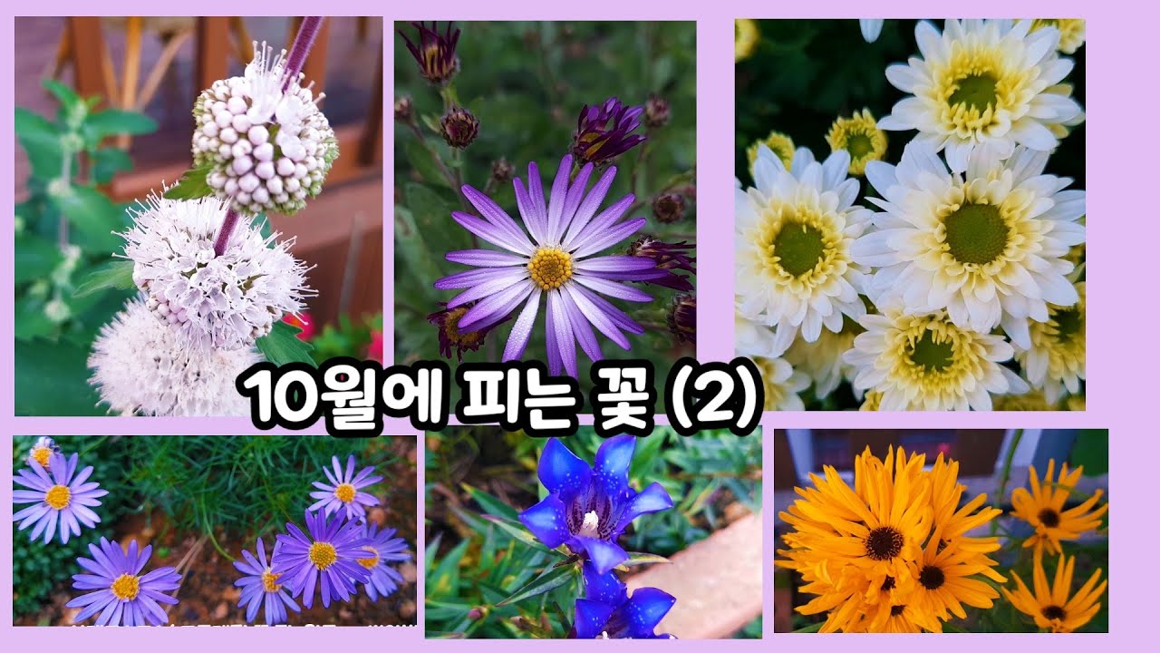 꽃 피는 식물의 종류