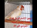 أجمل طفرة ماشاءالله الله اللتينو للابيض ولا إيزبئل عشق الحسون الكناري طفراة