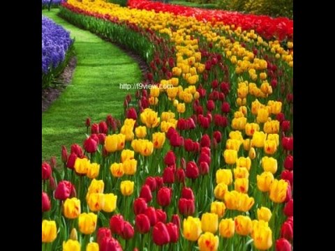 red flowers calla lily