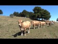 Boeufs aubrac de pascal et philippe desbiolles  meinier ge