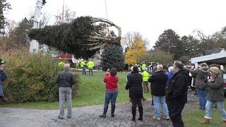 Watch Massive Spruce Get Cut For Rockefeller Center’s Christmas Tree