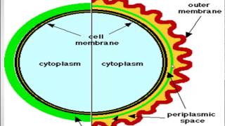 Gram staining