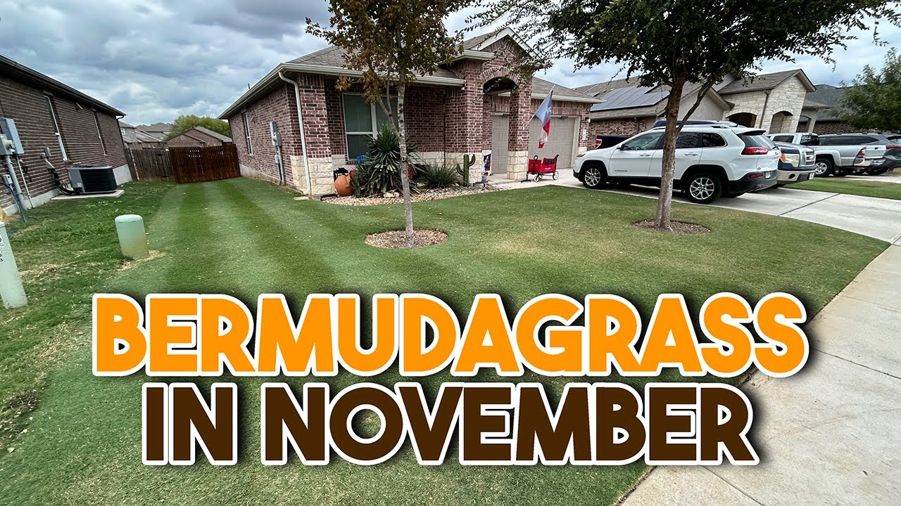 texas-bermuda-lawn-in-november-youtube