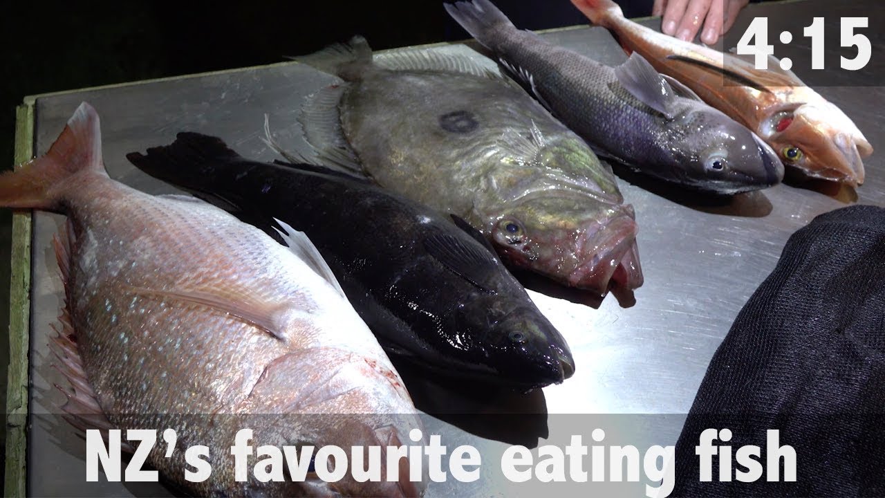 New Zealand Best Eating Fish - YouTube