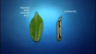 Download lagu Healing Power of Vaseline Petroleum Jelly now in Lotions