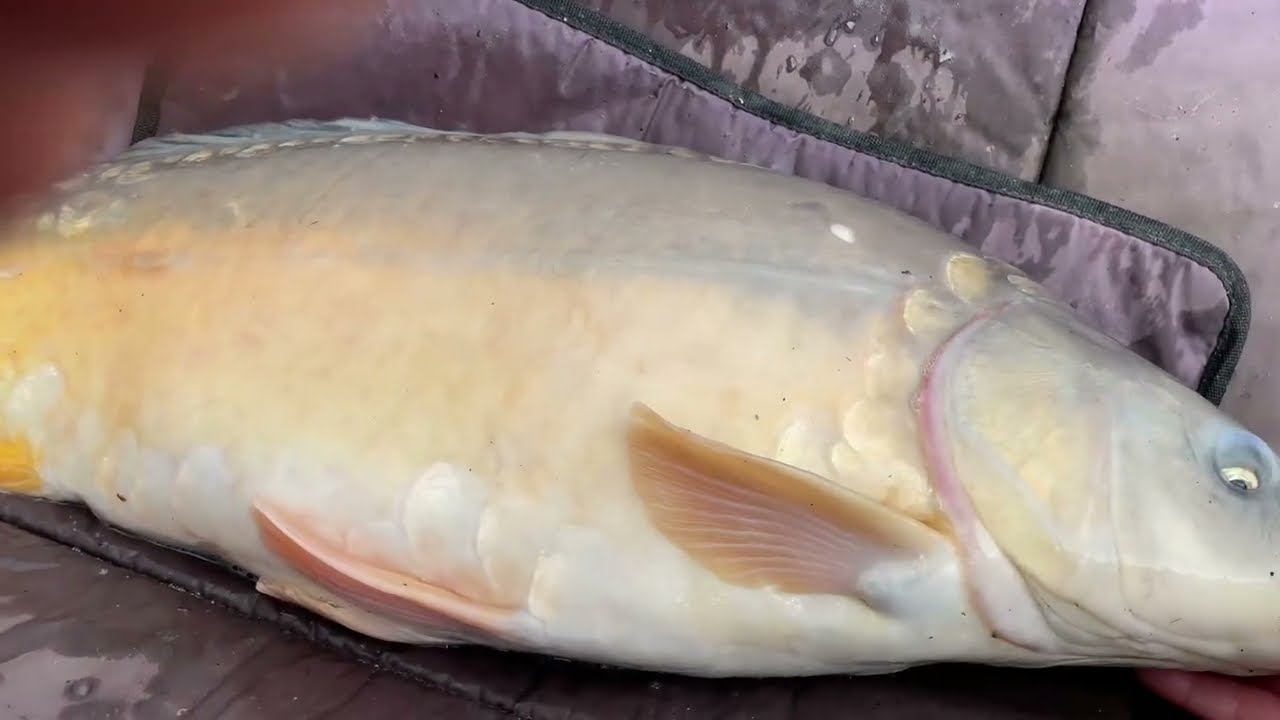 pêche de la carpe en  étang début  février