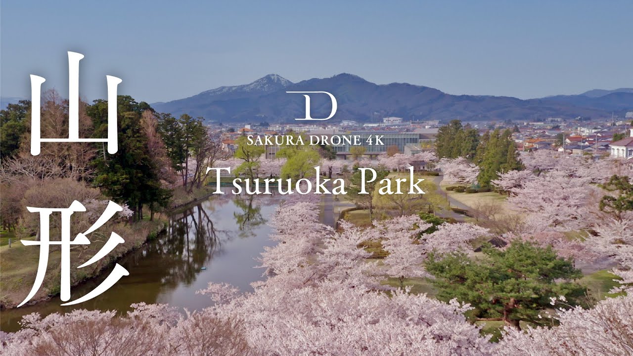 桜ドローン撮影4K]山形県鶴岡市鶴岡公園 Tsuruoka Park in Tsuruoka
