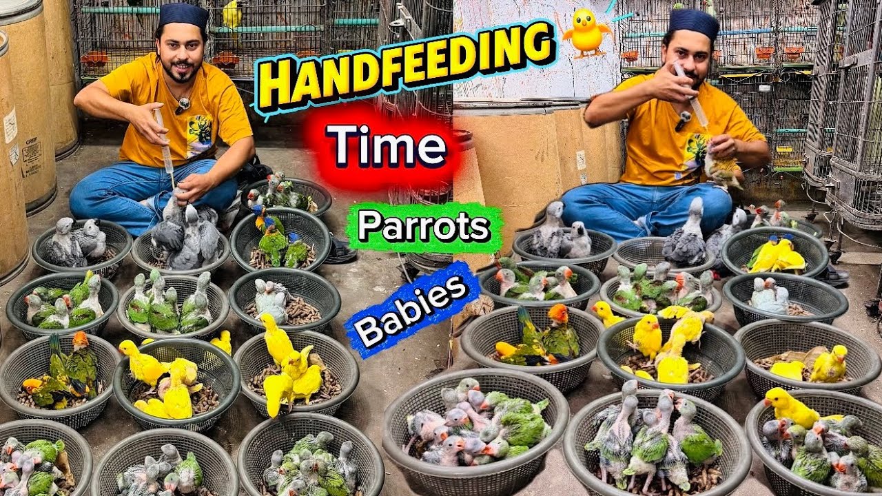 How to Hand feeding birds chicks properly #parrotcare #birdscare #parrottraning #chicks #babies 
