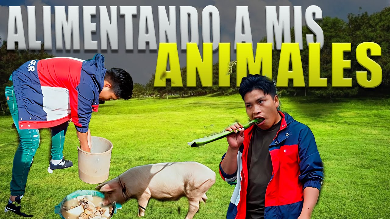 ALIMENTADO MIS ANIMALITOS| Washo Washito