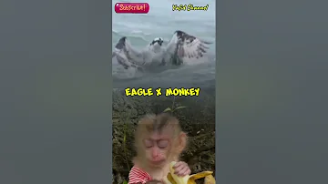 EAGLE X MONKEY #reaction #eagles #monkey #amazing #movie #movies #ytshorts #shorts