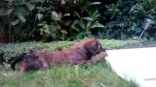 Briard Noodles du jardin Borenzi 1st day Borenzi.1.mp4 by gewoondirk 33 views 12 years ago 1 minute, 58 seconds