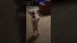 The Way He Smiles At It