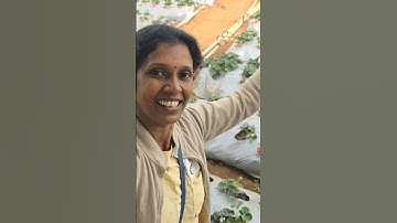 deepa dancing along strawberry farm