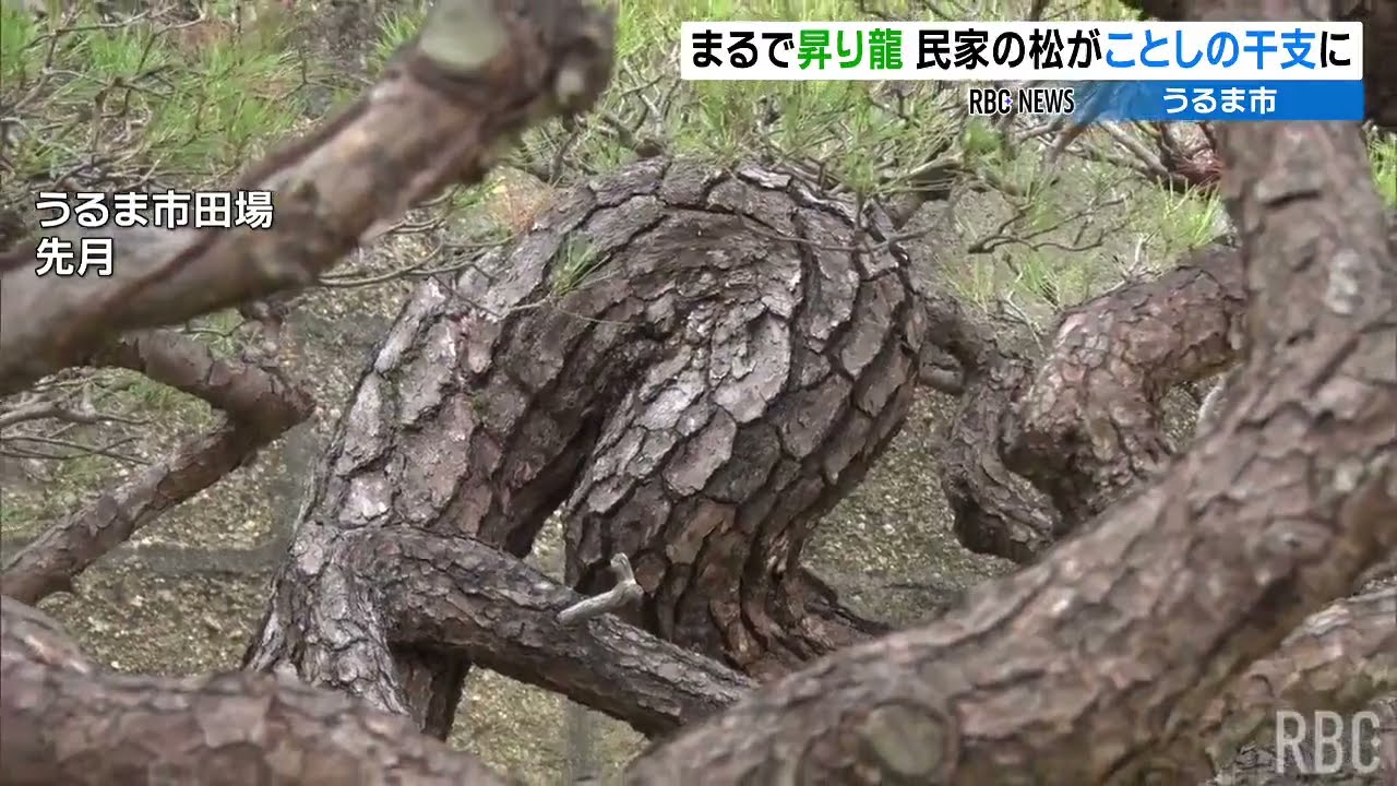 まるで「昇り龍」民家の松がことしの干支にそっくりと話題に - YouTube
