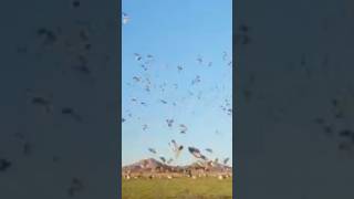 Тысячи движутся как одно целое #goose #goosehunting #shorts #hunt #shorts #forest #animals #nature