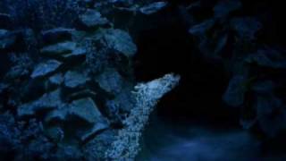Cleo Sertori | Where I belong