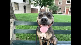 Luna - 2 Year Old Pit Bull Terrier