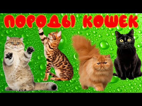 Породы кошек. Развивающее видео для детей о кошках