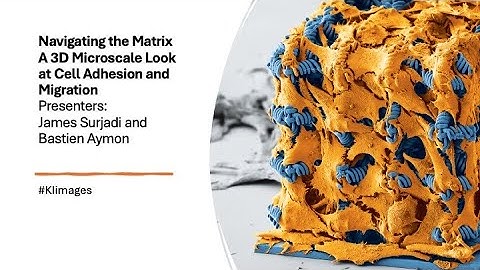 2025 Image Awards Lightning Talks - Navigating the Matrix