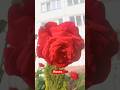 #природа #розы #цветы #flowers #rose #ilovenature