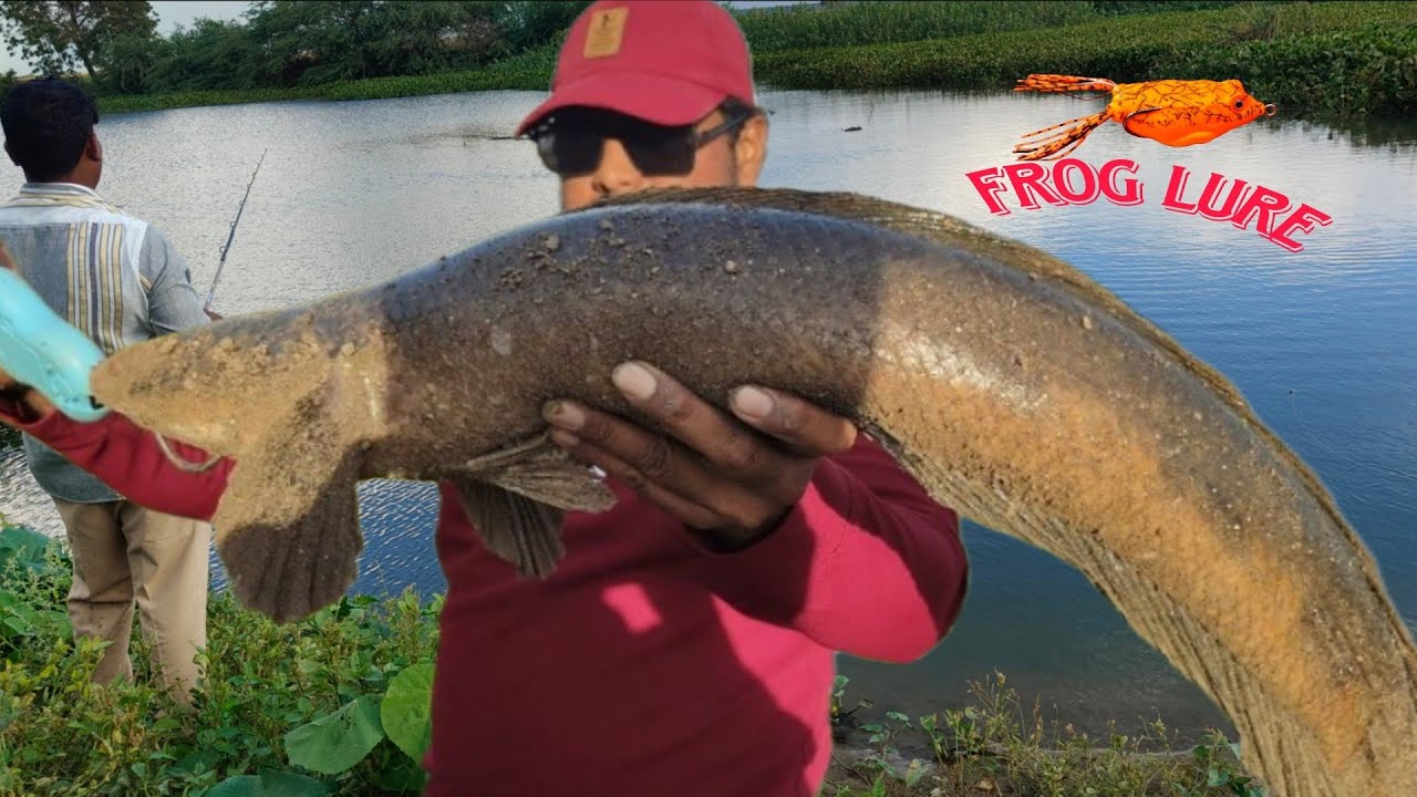 How to set Baitcasting Reel for beginners || Snakehead fishing new video