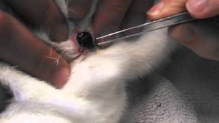 Botfly larvae (Cuterebra) being removed from bunny!!