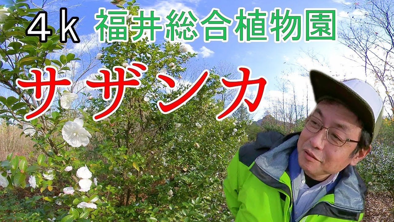 松本園長の解説 サザンカ 山茶花 ツバキ 椿 12月その1 福井県越前町立福井総合植物園プラントピア 4k Camellia Sasanqua Youtube