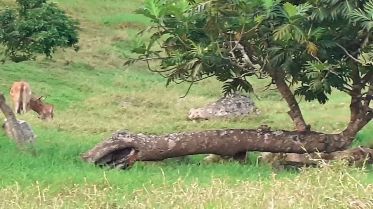 Vache, veau et arbre à pain à section Boisvin aux Abymes - Guadeloupe