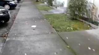 Bouncing Squirrel
