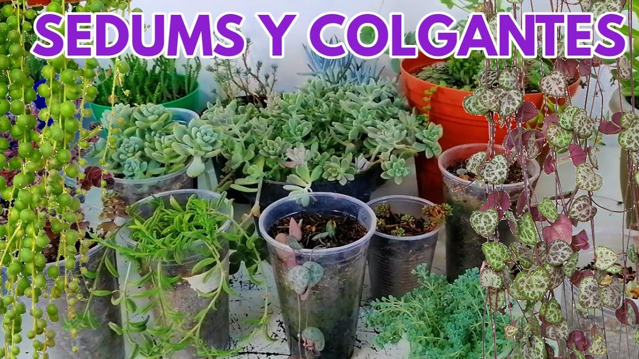 suculentas colgantes sedums cuidados donsuculento