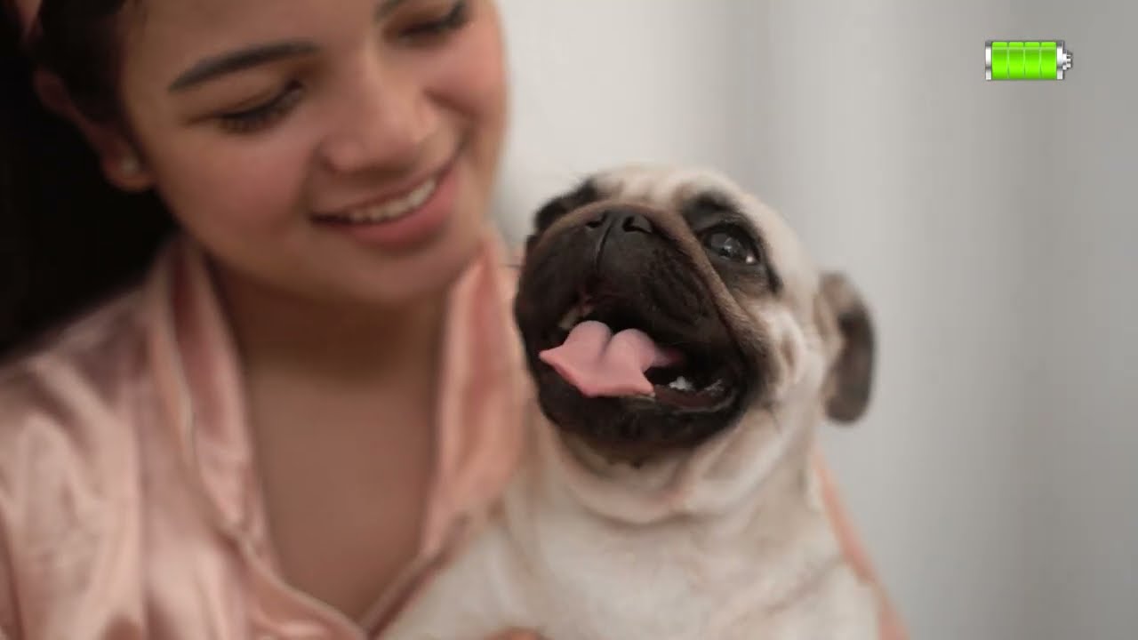 Immuno Pet Shield by Vaxilife Ad by AltCtrl Media