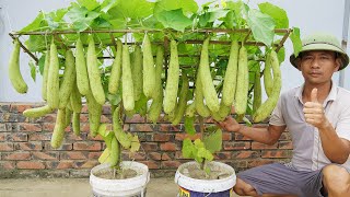 The Secret To Growing Luffa In Containers To Produce Lots Of Fruit Is Revealed