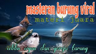 Masteran Burung Materi Juara  Cililin Cigun Dan Gereja Tarung 