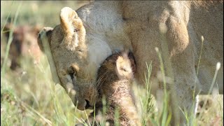 There is no mother lion who is fuller than a cub [Africa Safari Plus⁺]77
