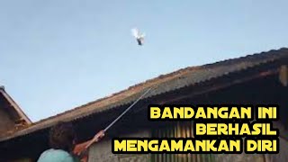 Bandangan ini berhasil mengamankan diri__tulup bandangan merpati lombok