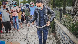Rescued Rat Snake &amp; Copper-headed Trinket | Damside | Pokhara | Rohit Giri |