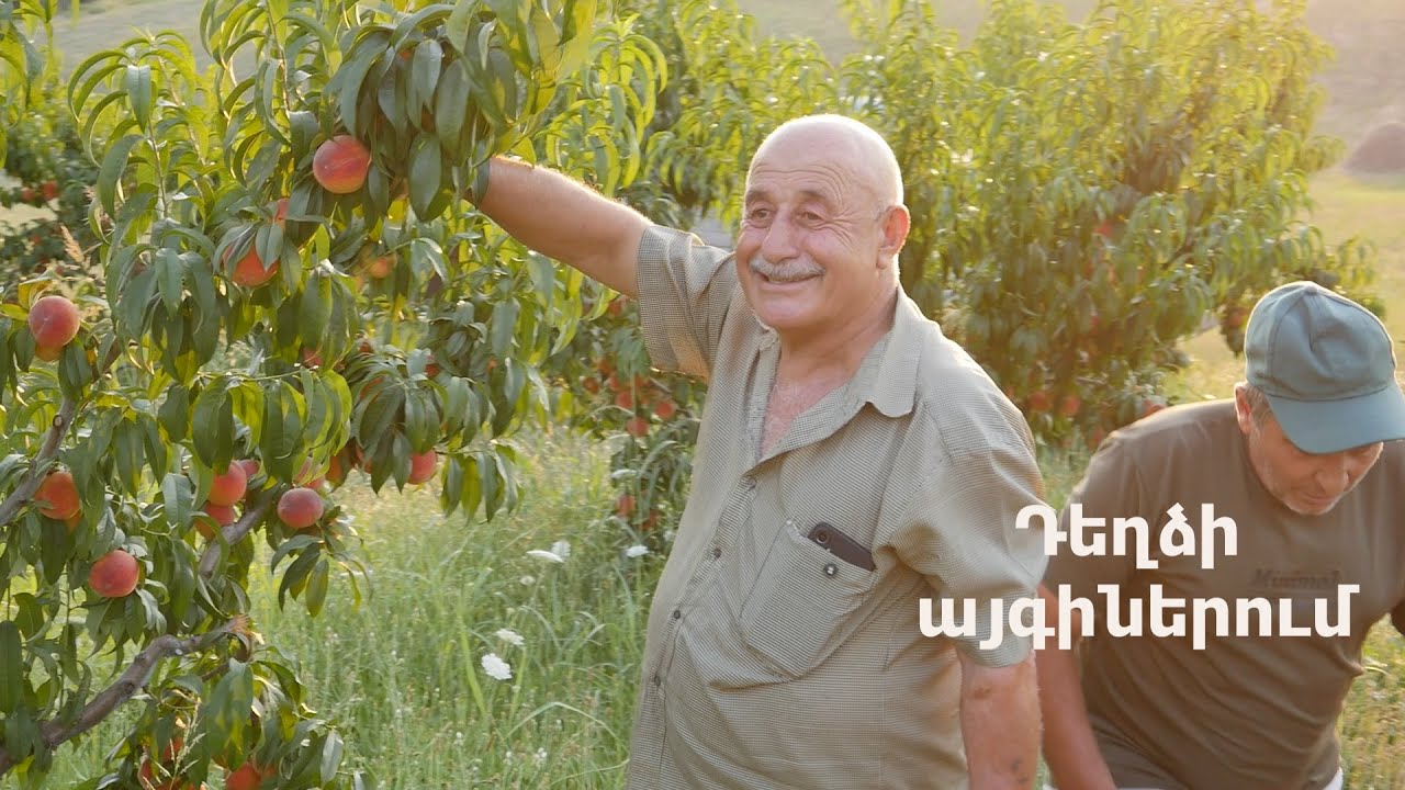 Ամենահամեղ մրգի՝ դեղձի բերքահավաքը