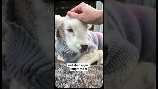 Baby Lamb Is Teaching Her Rescuers to Live In the Now ❤️🐑 #shorts #youtubeshorts #sheep