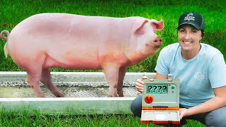 Weighing 38,000 lbs of Pigs: How Much Money Did We Make?