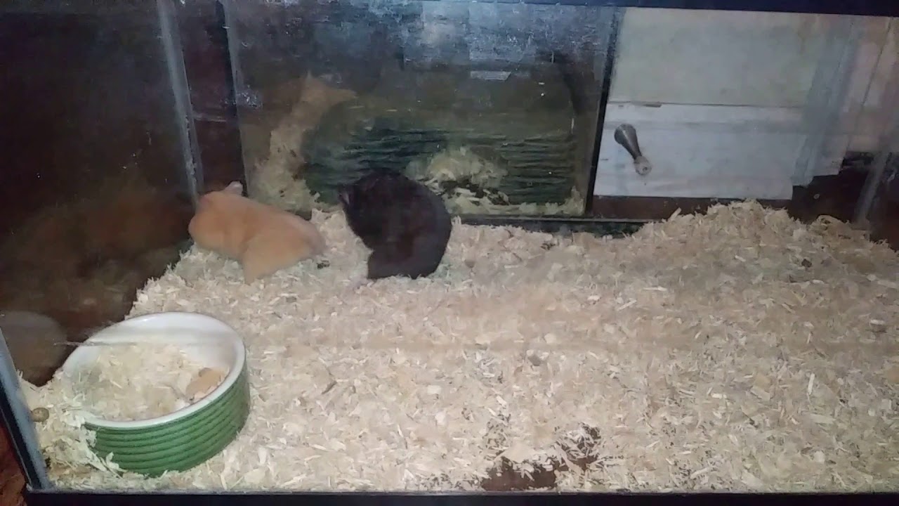 Some More Hamster Breeding YouTube