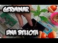 Como Germinar Una Bellota No Falla || La Huertina De Toni