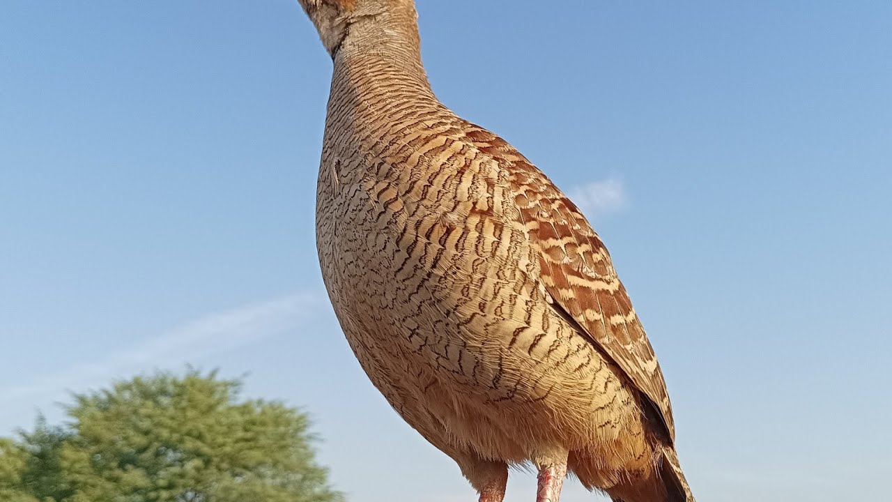 The Sound Of The Pheasant Bird  Teetar Ki Awaaz